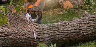 Why Choose Our Tree Removal Services in Belle, WV?