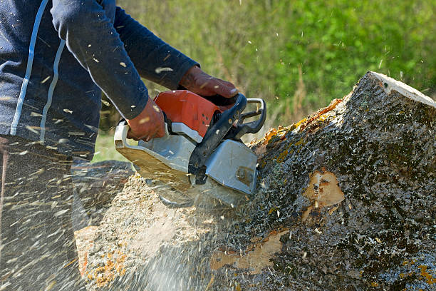 Reliable Belle, WV Tree Services Solutions